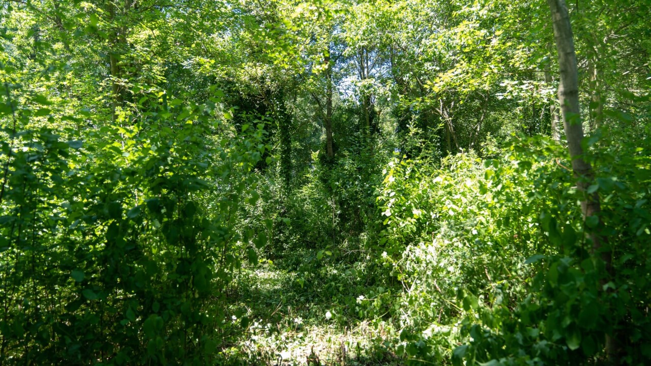 Messenger_creation_0214A594-E04B-426E-8E30-F91BCEE386B7