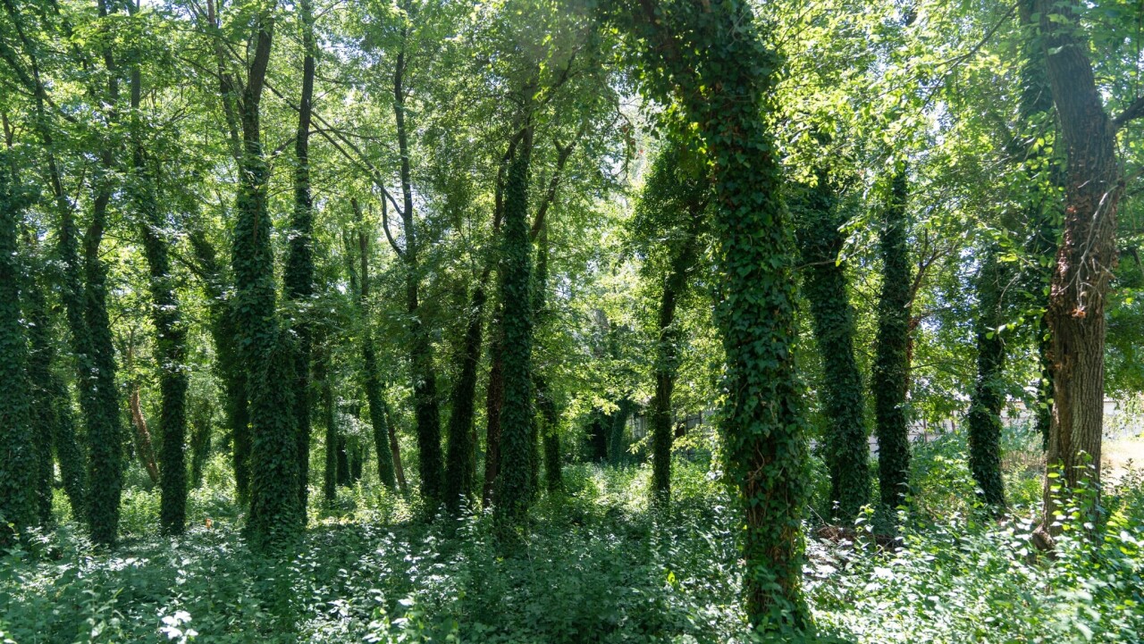 Messenger_creation_00051112-E089-40B5-8D3A-3F1995C3FDD4