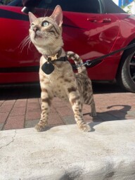 att._byX4dsB8z0D7vsI0QLbteLpgC3avX3EfNReRFVJvSQ