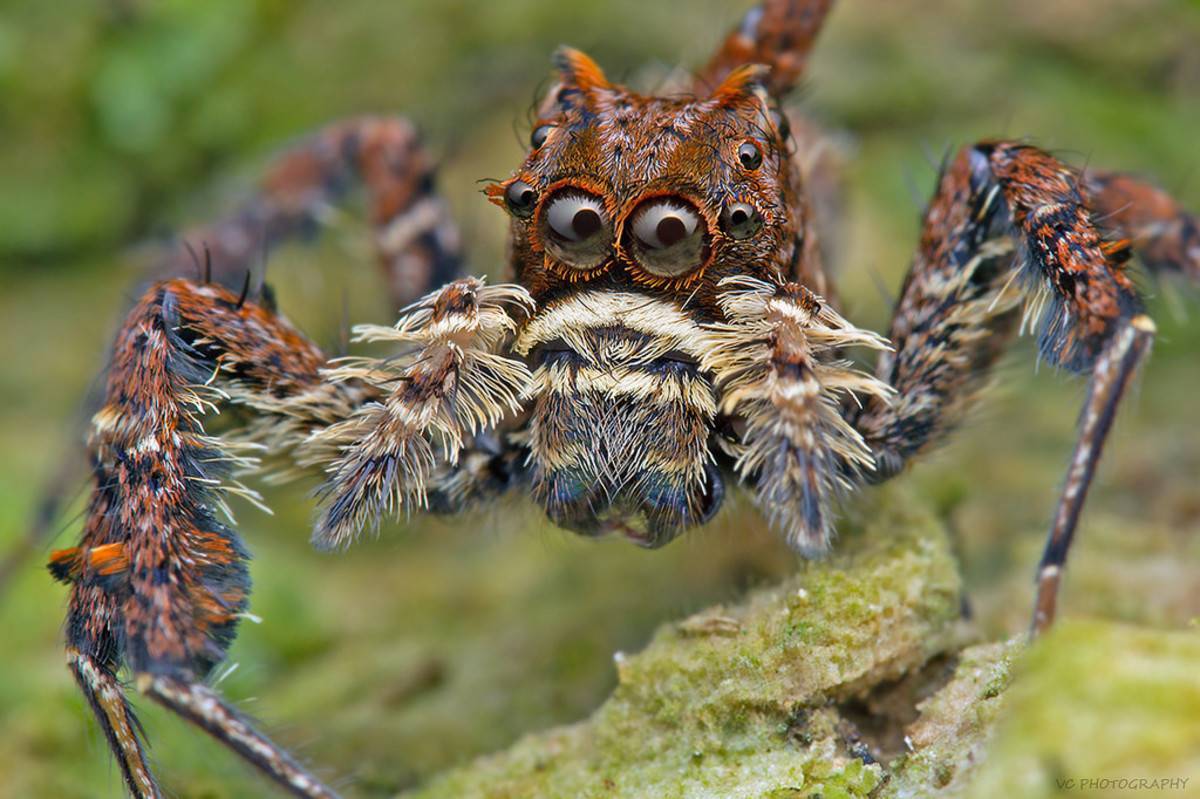 the-portia-spider