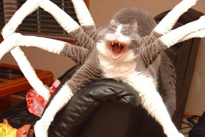spiderrrcaaat