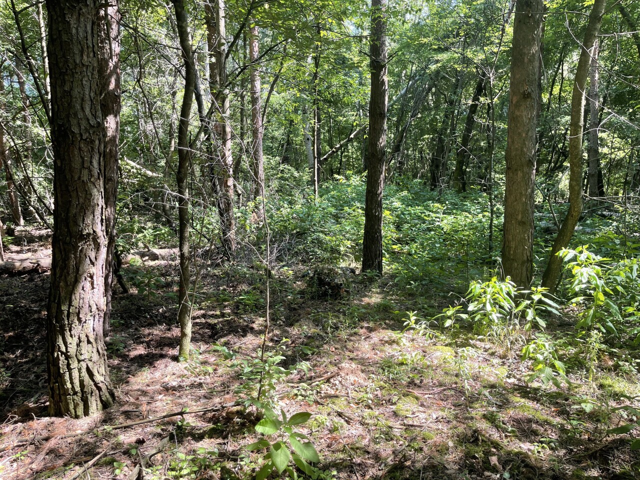 Ghillie teszt pár méterről 23-07-17