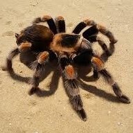 21761975_100663770681511_9116993660136896083_n