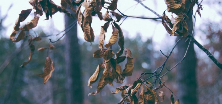 autumn haibun