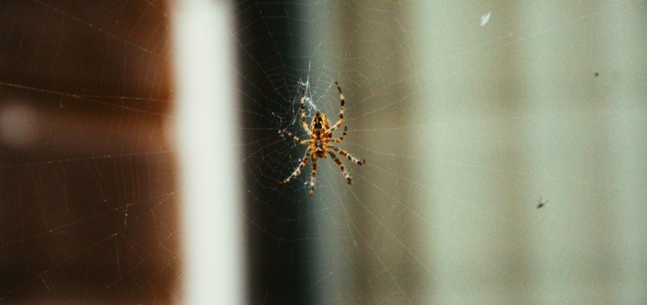 Arachnophobia