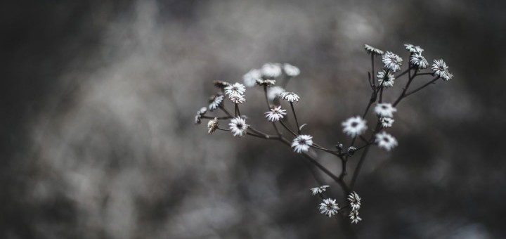 poem collection