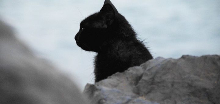 Companionship Poem