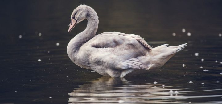 swan, short story about penguin