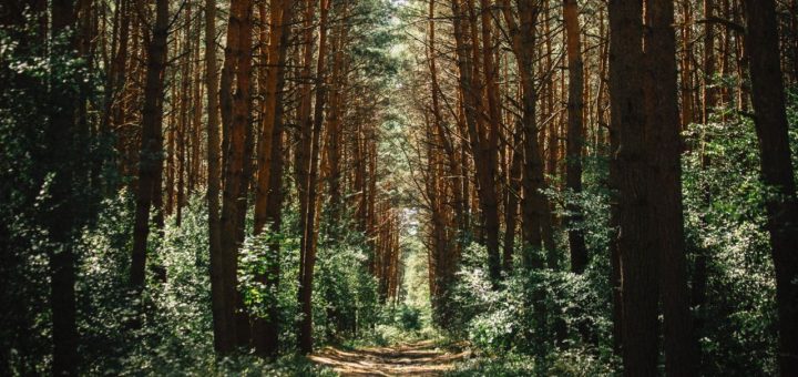 poem about nature and humanity
