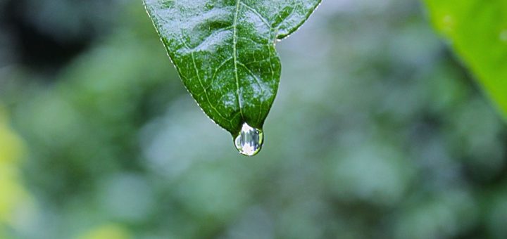 haibun, rain drop