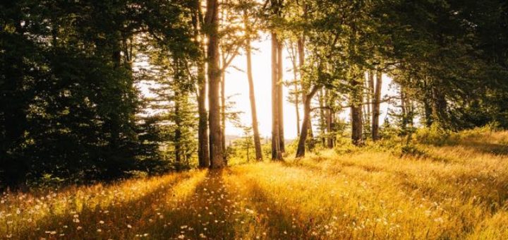 forest clearing with the sun coming through the trees