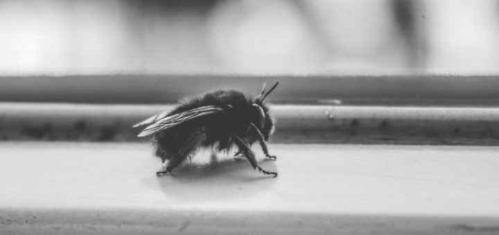 bumblebee haibun