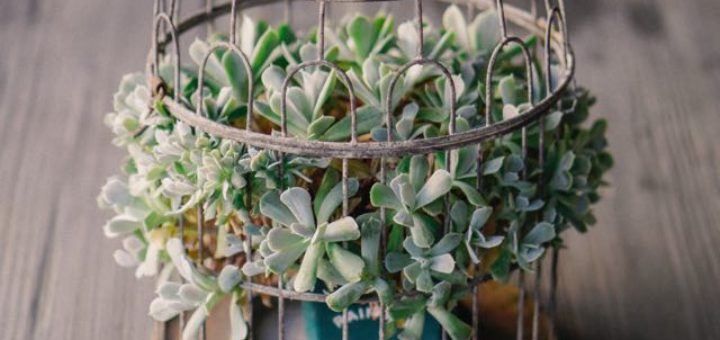 succulents in a retro vase
