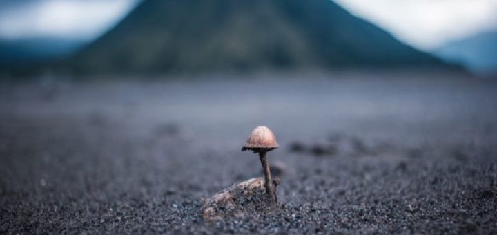 mashroom-1