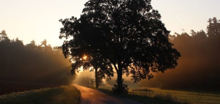large tree next to road with the sun behind it