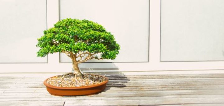 bonsai tree