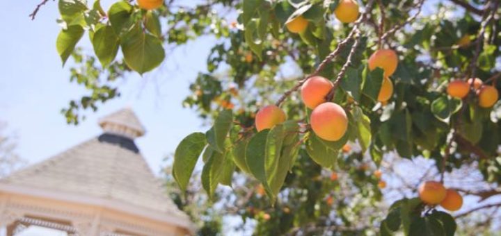 peach tree