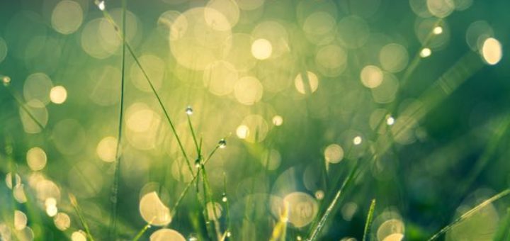 grass with dew in the morning sun