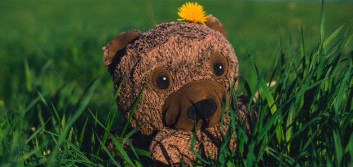 teddy bear in the grass at sunset