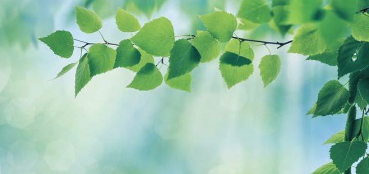 green leaves in a tree in spring