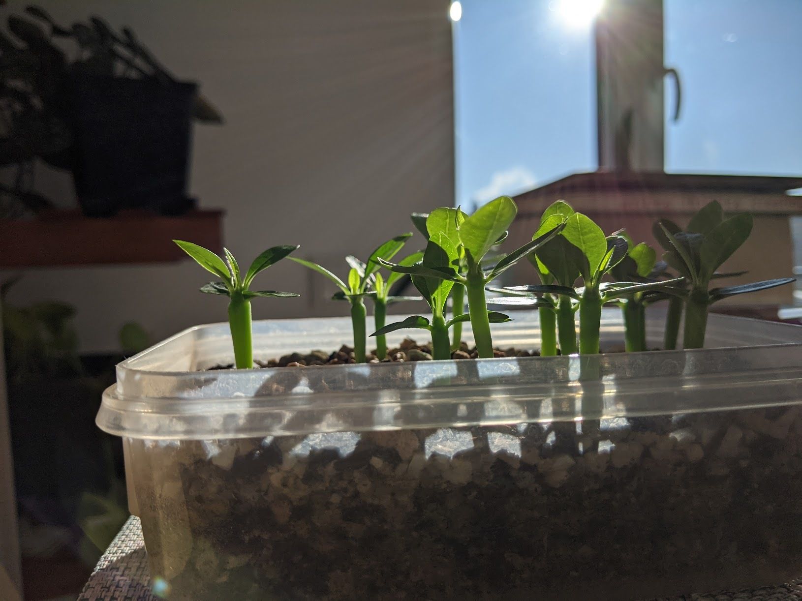Pachypodium ambongense seedlings