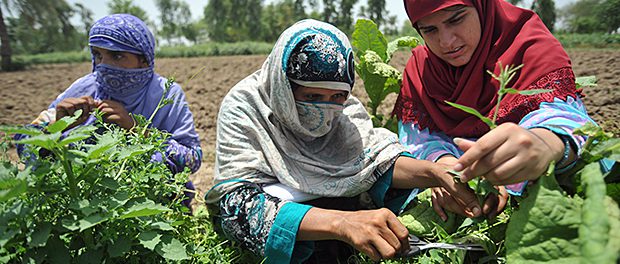 Pakistan One Year After the 2010 Floods