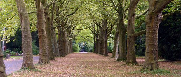 Friedhof-Koeln1