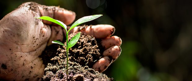Men hands are planting the seedlings into the soil.