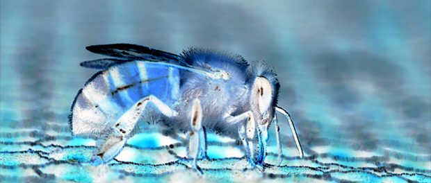 honey bee working on a cell
