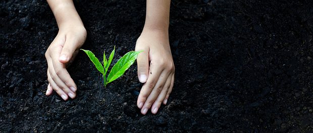 environment Earth Day In the hands of trees growing seedlings. B