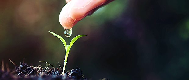 close up woman hand watering a green young plant