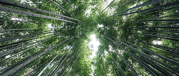 Arashiyama Bamboo Groves forest in Japan