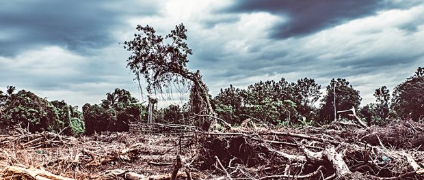 Ökologie-Klimawandel-Greta Thurnberg-Natur-Krise-Umweltschutz-Schöpfung-Khilafa