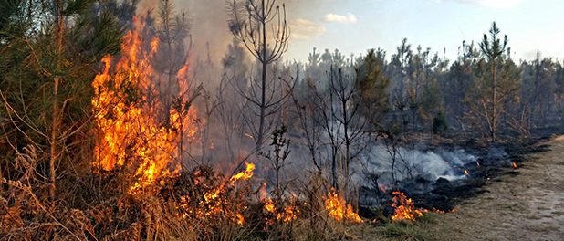 Waldbrand-brennender Wald-Indonesien-Klimakatastrophe