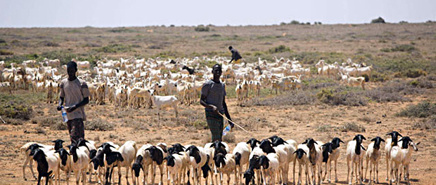 Afrika-Wüste-Verwüstung-Sahel-Mali-Viehhirten-Konflikte