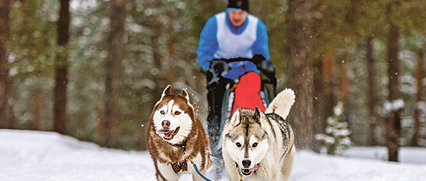 Sled dog racing. Husky sled dogs team pull a sled with dog musher. Winter competition.