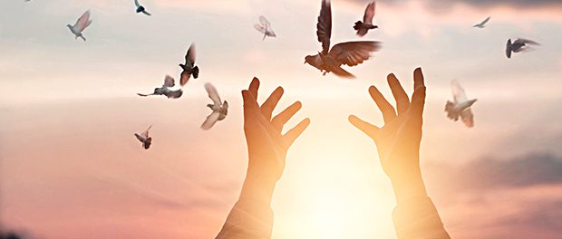 Woman praying and free bird enjoying nature on sunset background