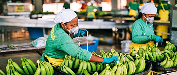 Kolumbien-Fairtrade-Bananen-gerechter Handel