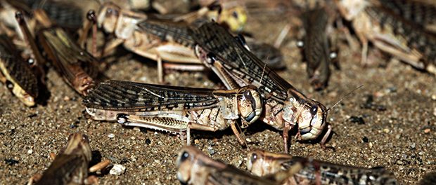 Desert locust (Schistocerca gregaria).
