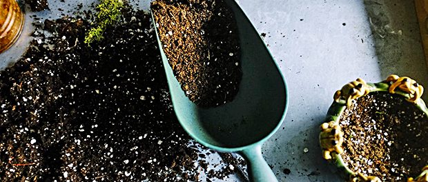 Tipps-Pflanzen-Hilfe-Umtopfen-Blumenerde