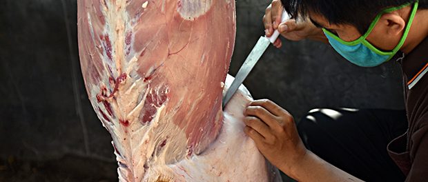 Indonesian muslims help each other prepare halal slaughtering du