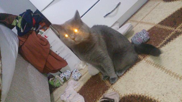 kedim benden nefret ediyor:/ (resimli)?