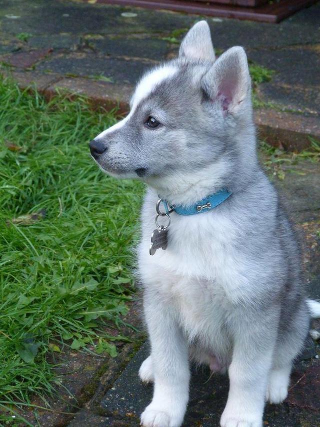 Bence dunyanin en tatkli kopek irki Pomsky sizce:)?