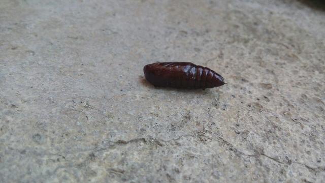 BU BÖCEK NEDİR YA ? sadece dokununca haraket ediyor organı yok 3 cm civarında yarısı kurtsu ucunda iğnesi var yumuşak ama kabuksu içide sümüksü?