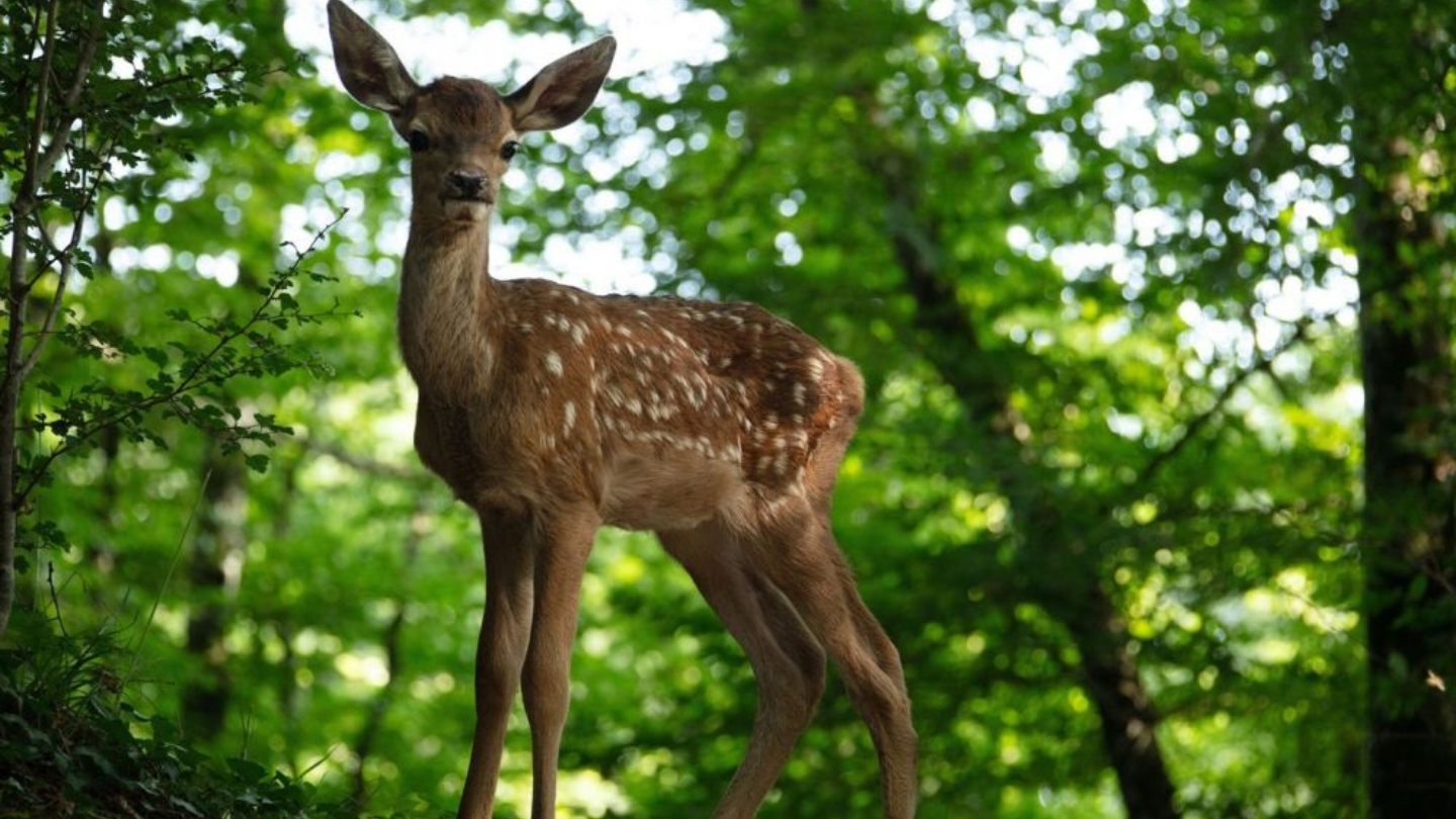 bambi