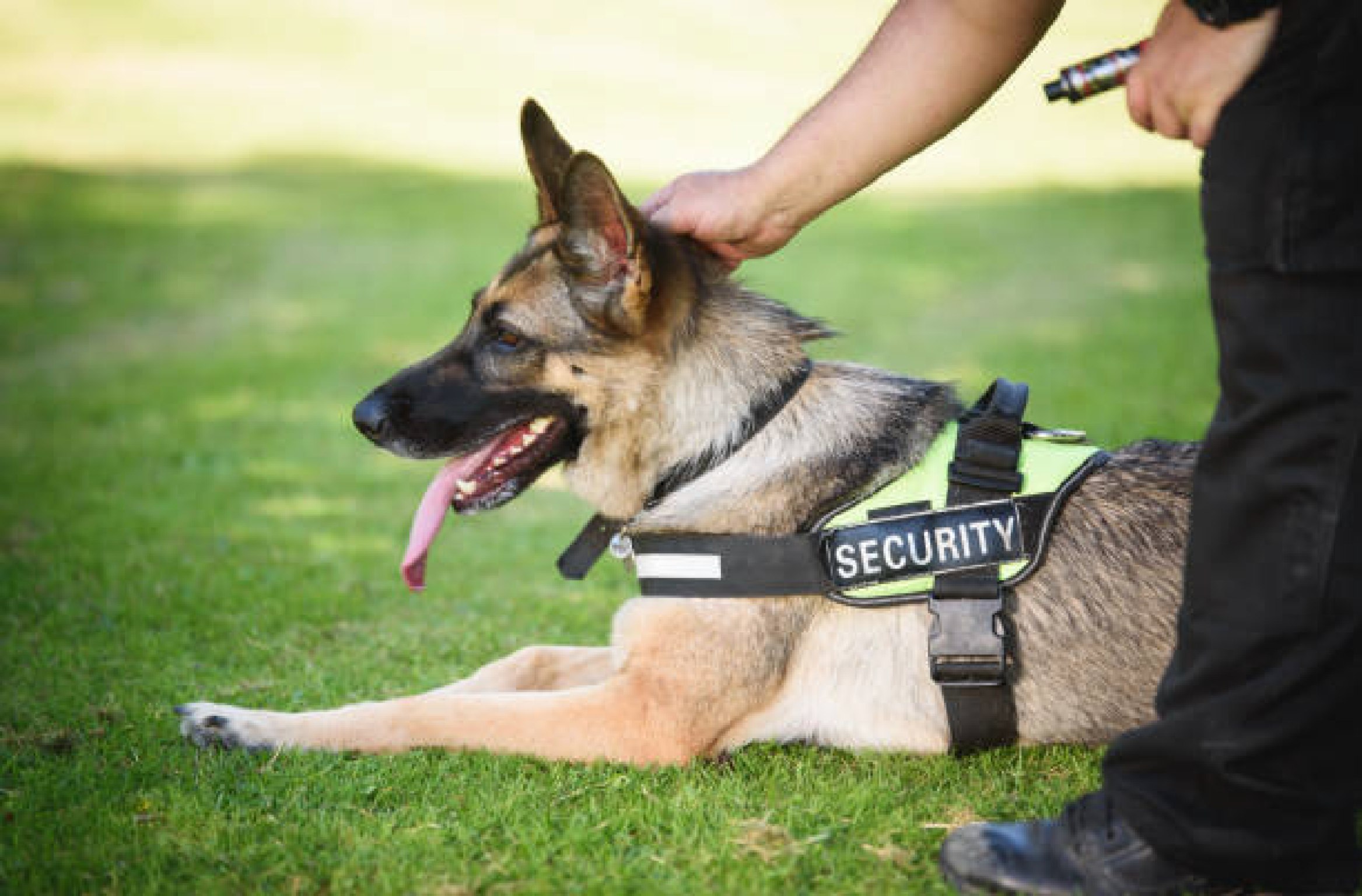 Villa security with k9 dog