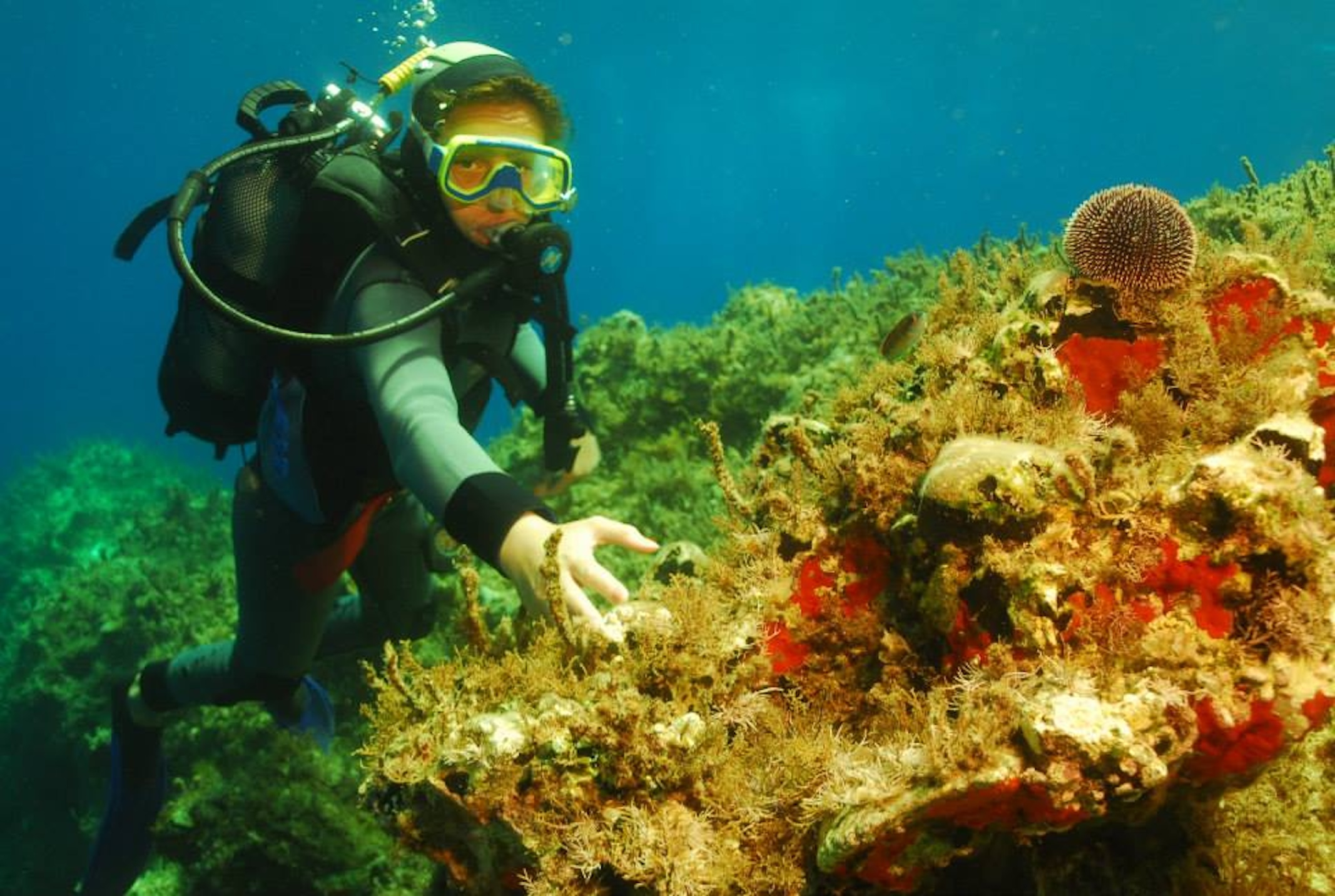 Scuba Diving Discover & Stay Package (Superior Bungalow with Sea View)