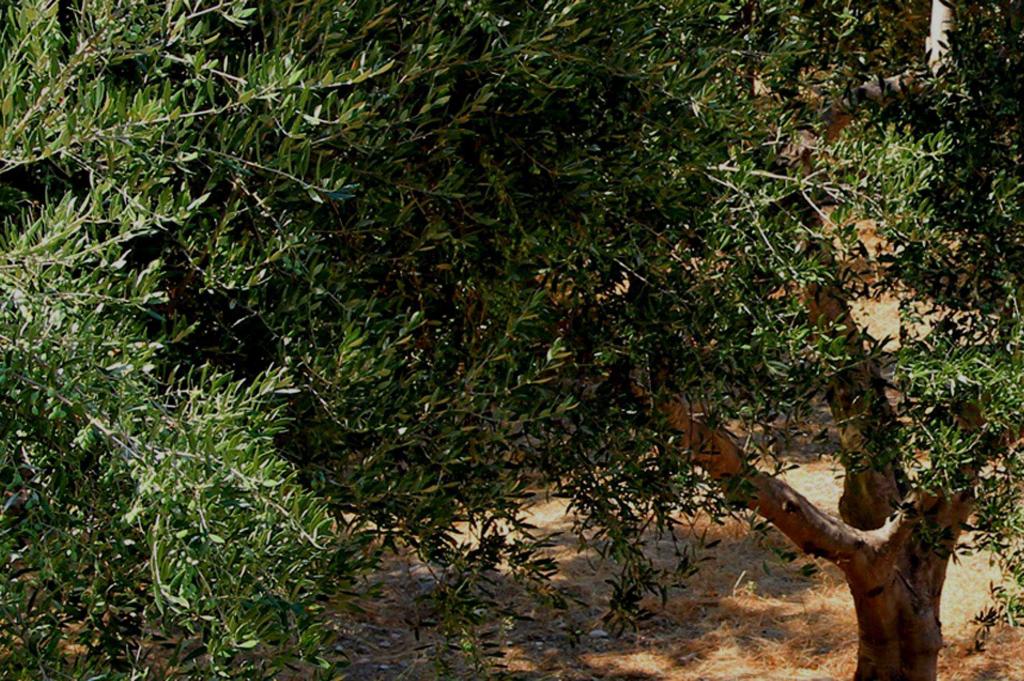 Paraschakis Olive Oil - Crete