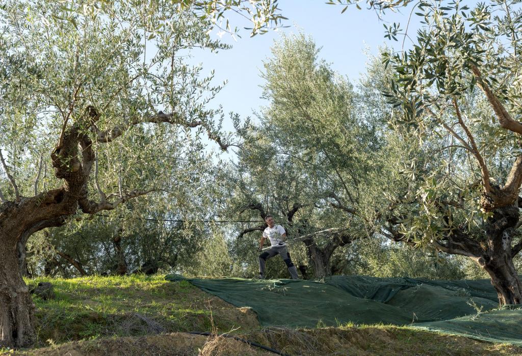 Olive Harvest