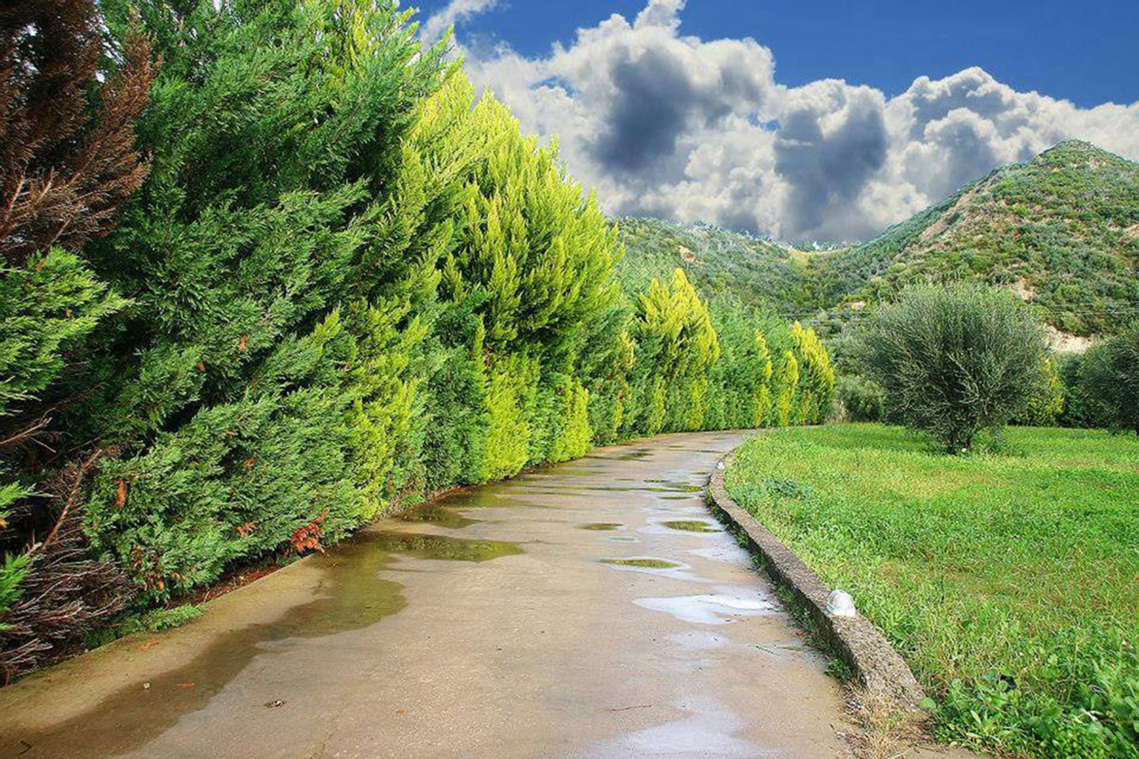 Μπάρμπεκιου